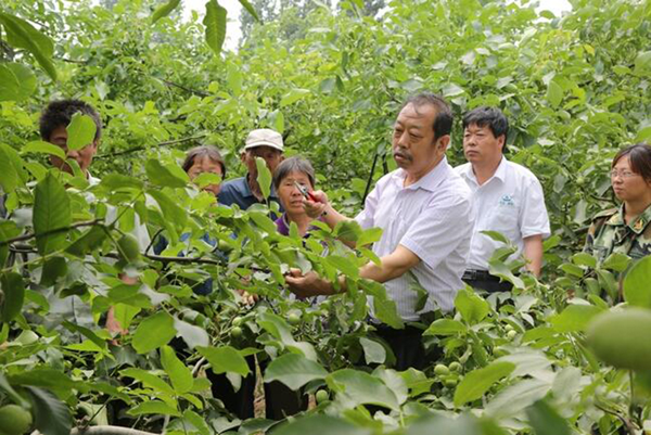 图为李保国在田间为田舍解说核桃栽培实用技术。